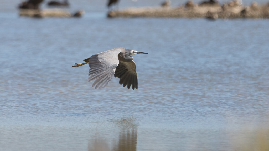 Low Flying white faced Heron by creative_shots