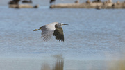 28th Dec 2021 - Low Flying white faced Heron