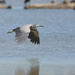 Low Flying white faced Heron by creative_shots