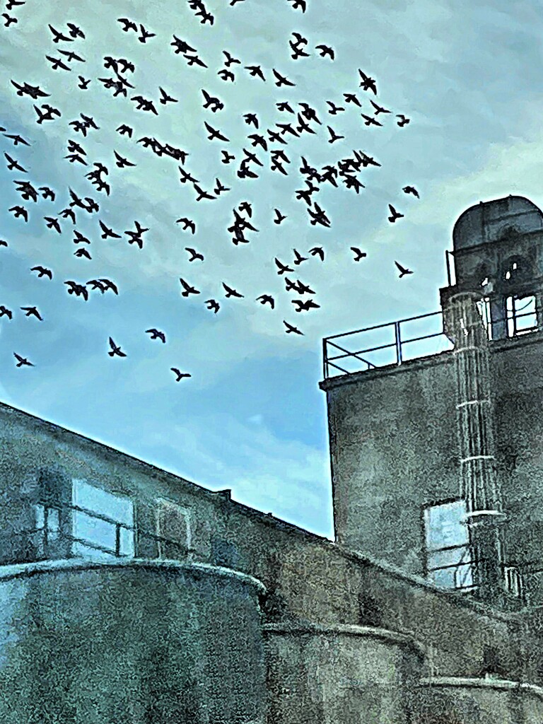Urban Flock by peggysirk