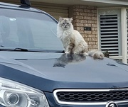 20th Jan 2022 -  Cat On A Hot Car Bonnet ~ 