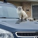  Cat On A Hot Car Bonnet ~  by happysnaps