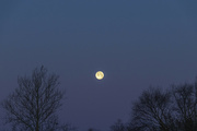 18th Jan 2022 - Wolf Moon