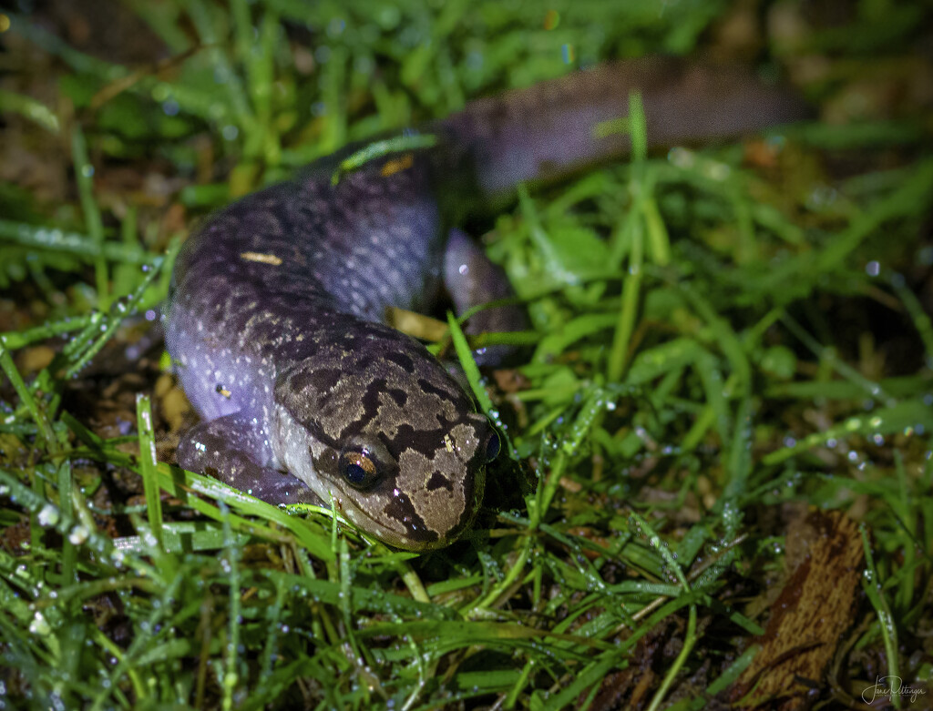 Giant Salamander  by jgpittenger