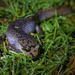Giant Salamander 