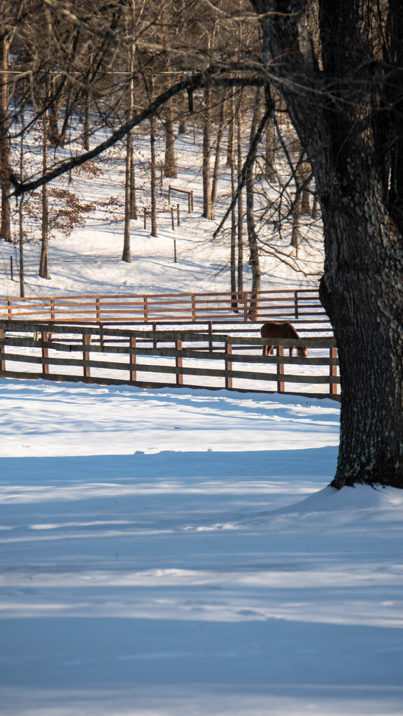 Grazing in the snow covered pasture by randystreat