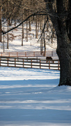 19th Jan 2022 - Grazing in the snow covered pasture