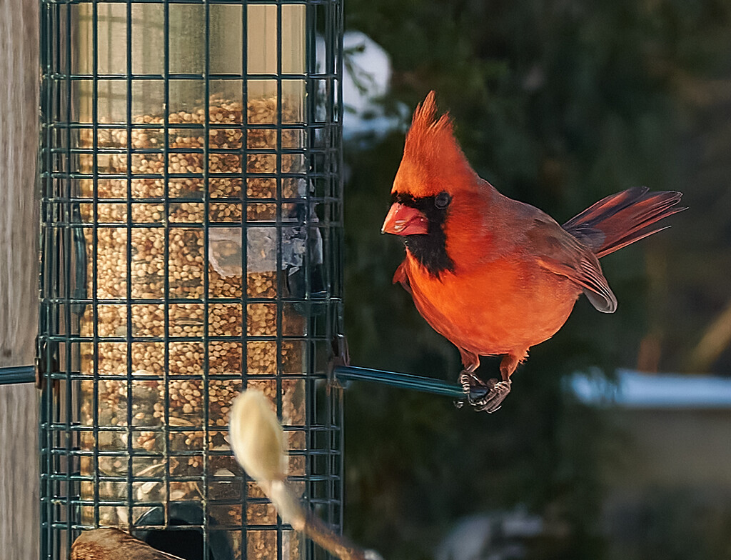 Cardinal Feeding by gardencat
