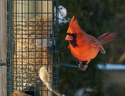 19th Jan 2022 - Cardinal Feeding