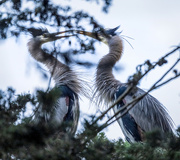 19th Jan 2022 - Romance is in the air at the rookery