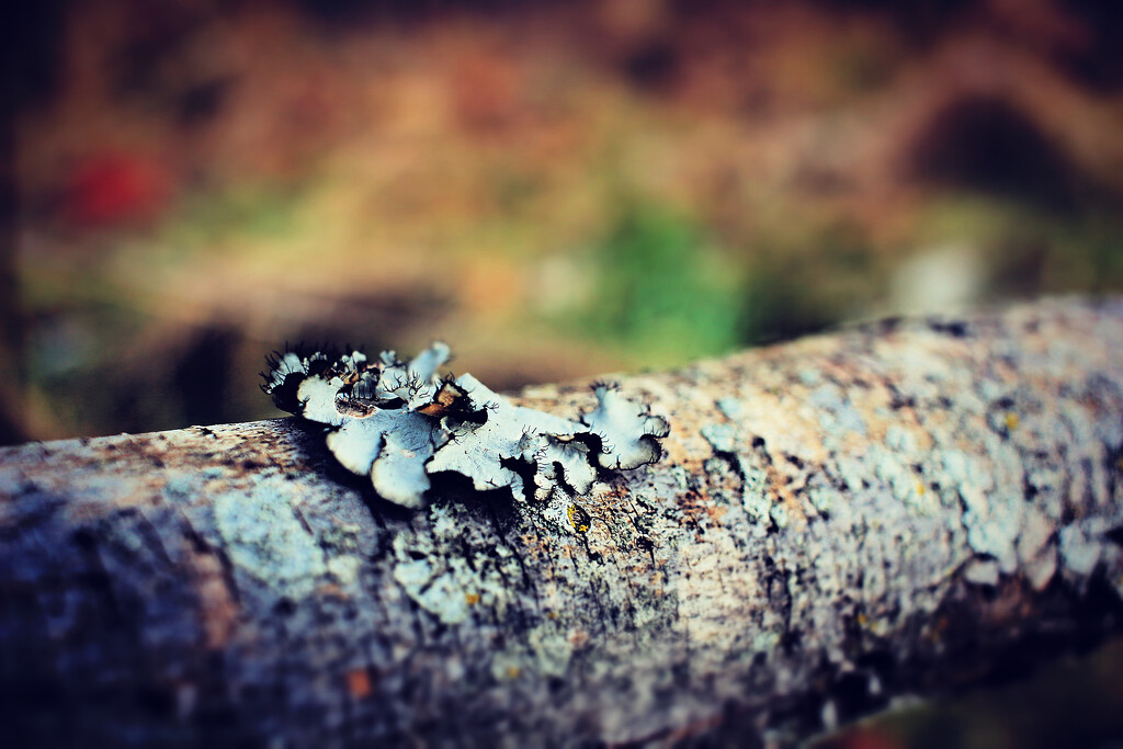 Lichen  by juliedduncan