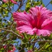A large bush full of lovely Hibiscus  by ludwigsdiana