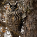 Long Eared Owl by jyokota