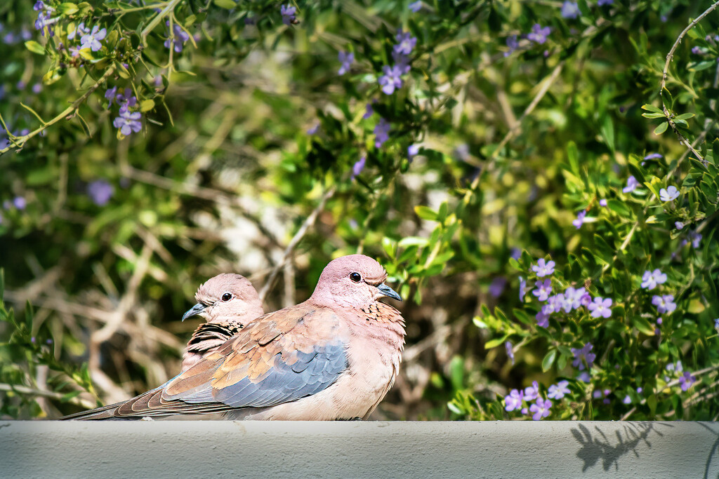 Laughing Doves  by ludwigsdiana