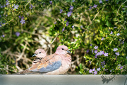 20th Jan 2021 - Laughing Doves 