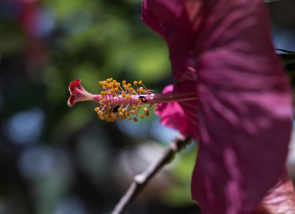 hibiscus by brigette
