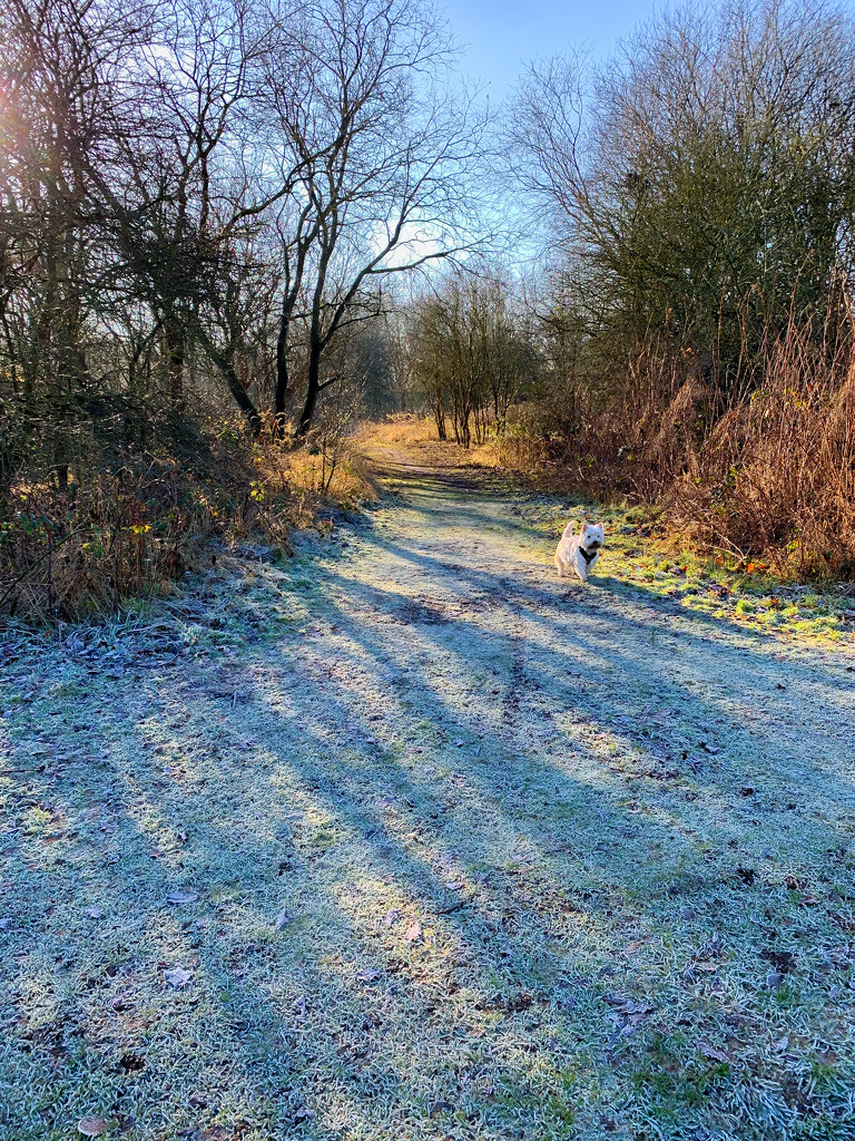 Frosty path by pamknowler