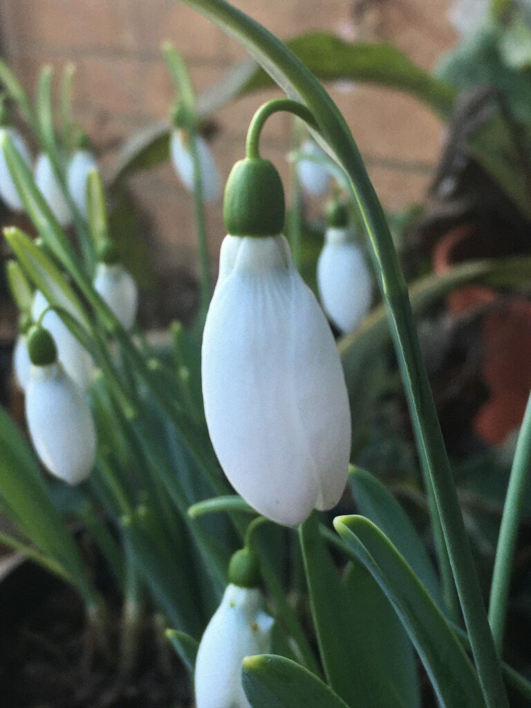 Love a Snowdrop - or two by 365anne