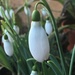 Love a Snowdrop - or two by 365anne
