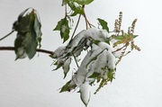 20th Jan 2022 - Snow on Pieris leaves