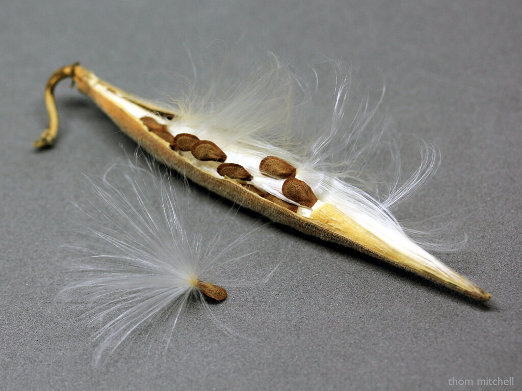 Milkweed seeds by rhoing