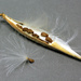Milkweed seeds by rhoing