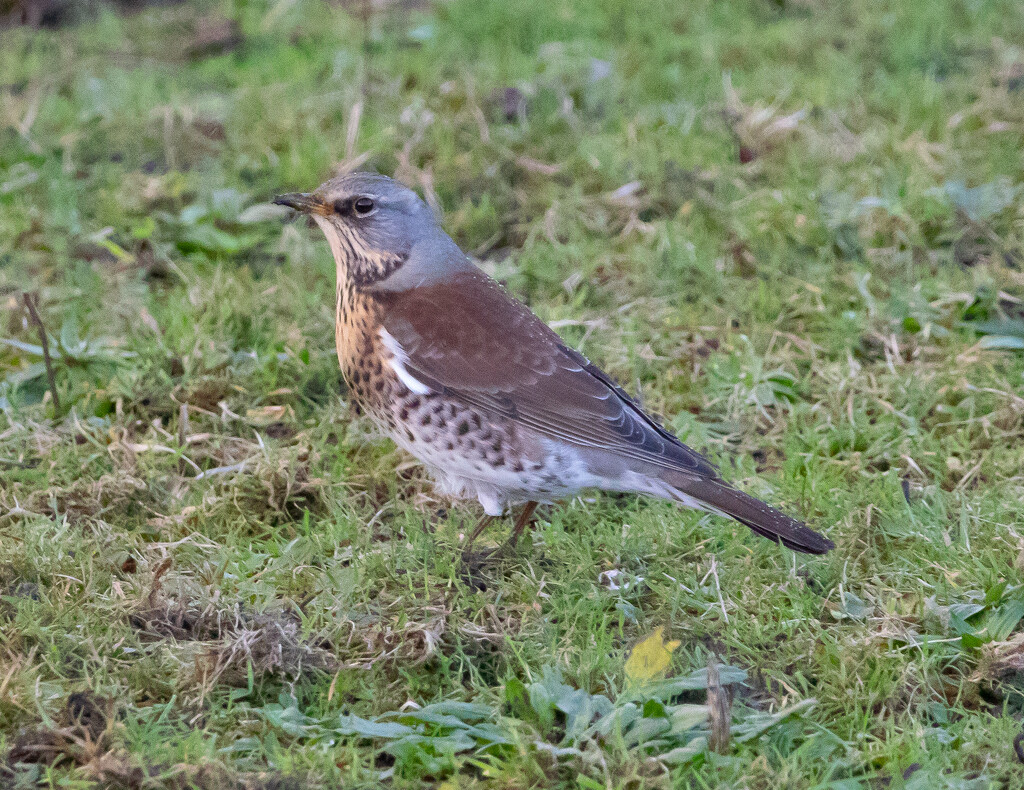 Fieldfare by lifeat60degrees