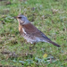 Fieldfare by lifeat60degrees