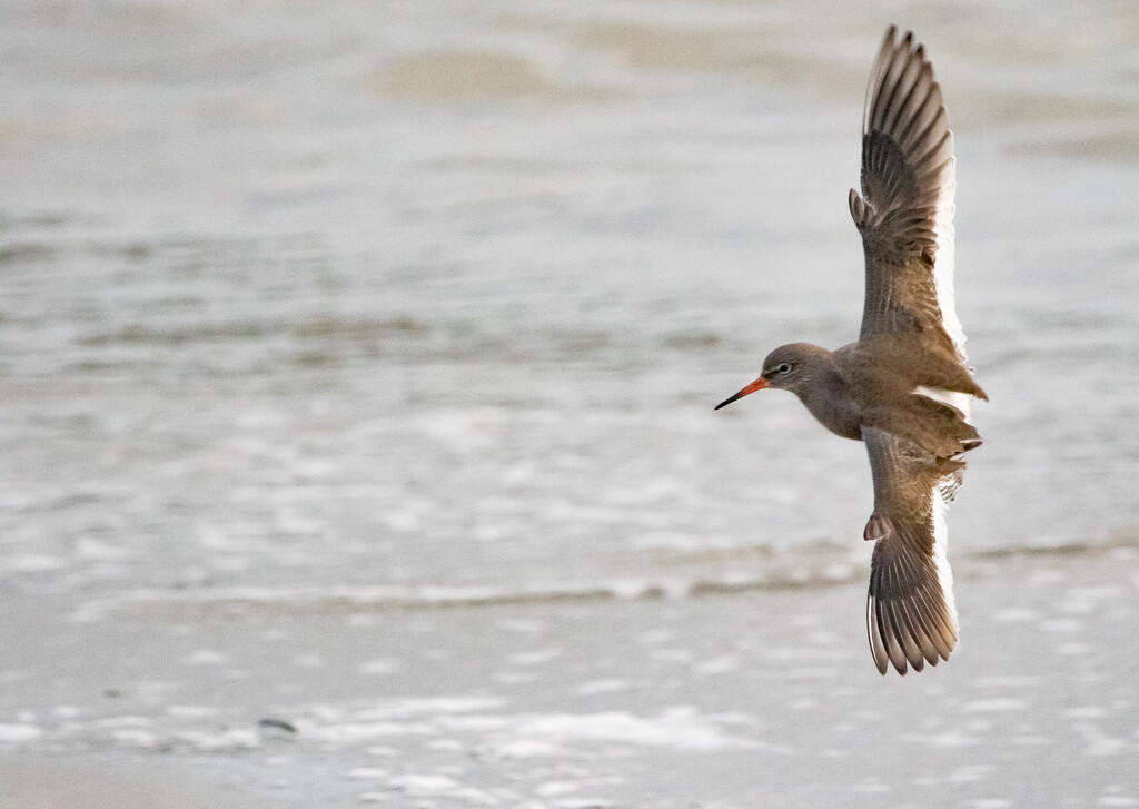 Incoming Redshank by lifeat60degrees