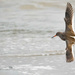 Incoming Redshank by lifeat60degrees