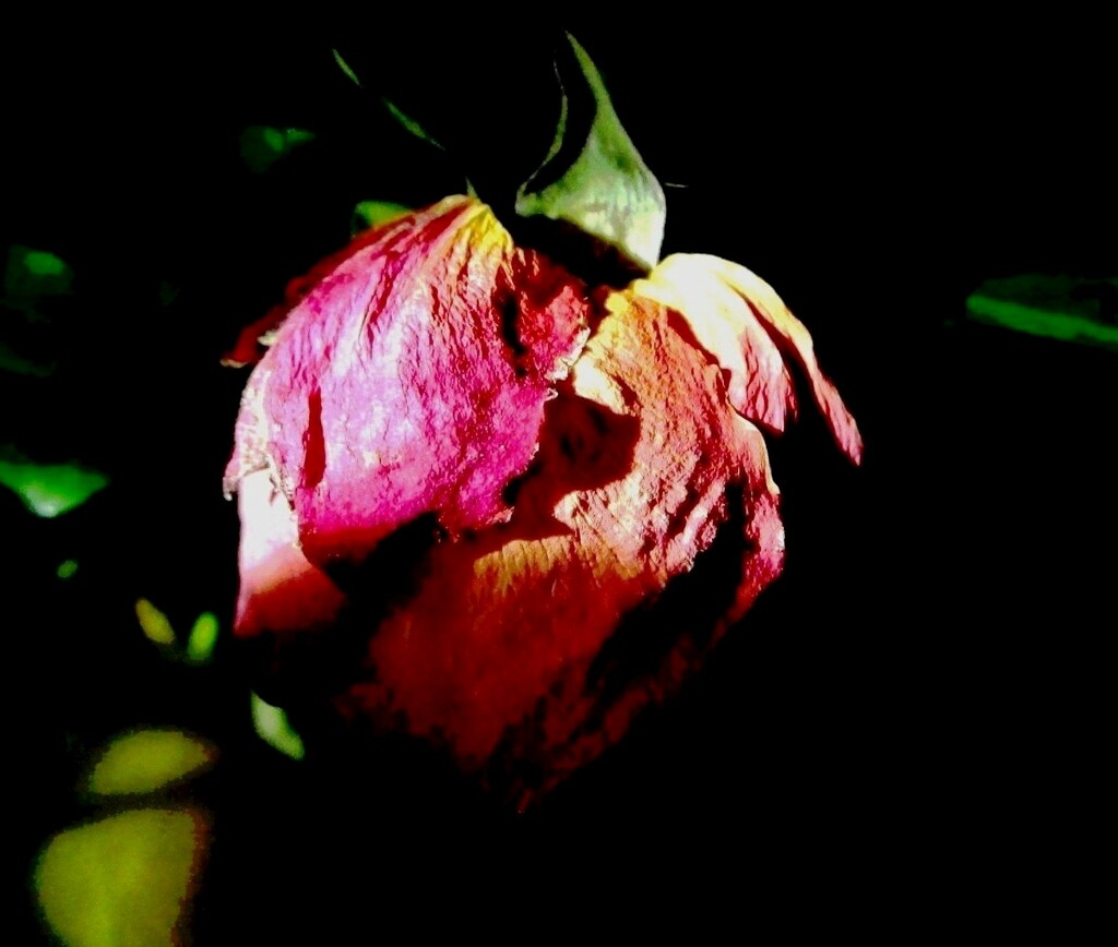 Ruža u noći by vesna0210