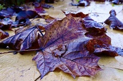 20th Jan 2022 - All the Leaves are Brown….