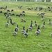 The Geese