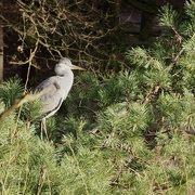 20th Jan 2022 - Strange place to find a heron