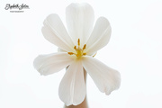 20th Jan 2022 - Open white tulip