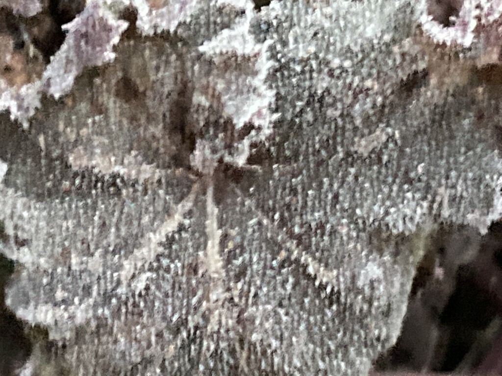 Frosty Leaf by cataylor41