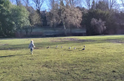 20th Jan 2022 - Chasing pigeons