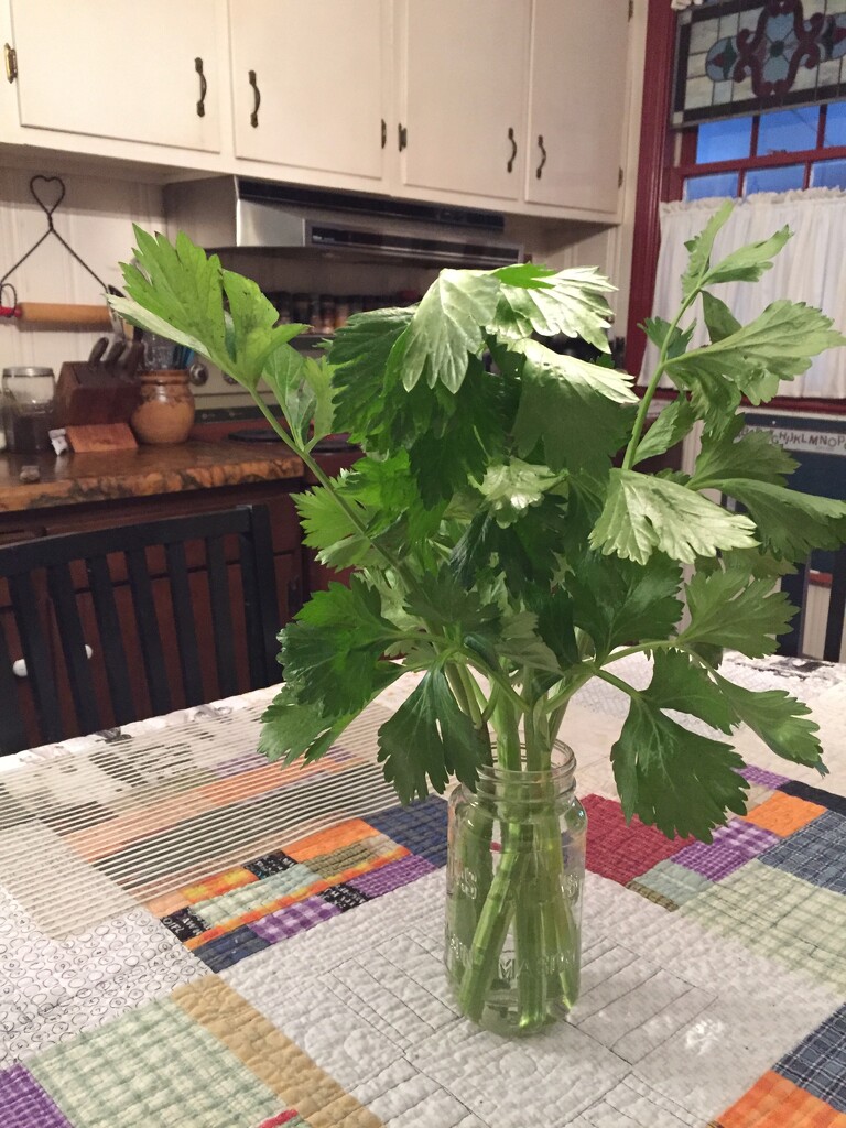 Real celery from my garden! by margonaut