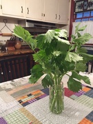 18th Jan 2022 - Real celery from my garden!