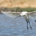 Spoonbill coming into land by creative_shots