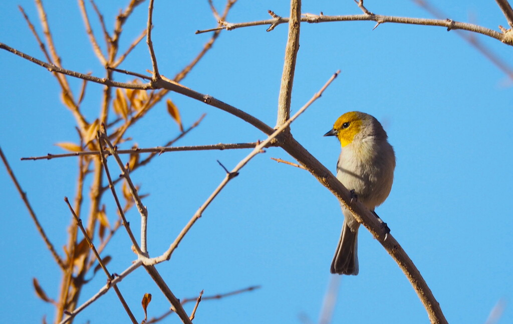 Yellow Bird  by redy4et