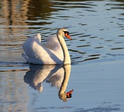 20th Jan 2022 - A Mute Swan on the Pond