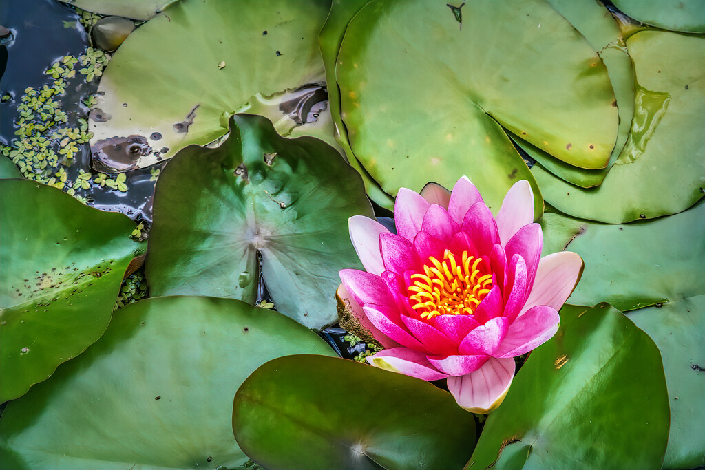 The lone waterlily by ludwigsdiana