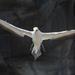 Muriwai Gannet looking for a parking spot by creative_shots