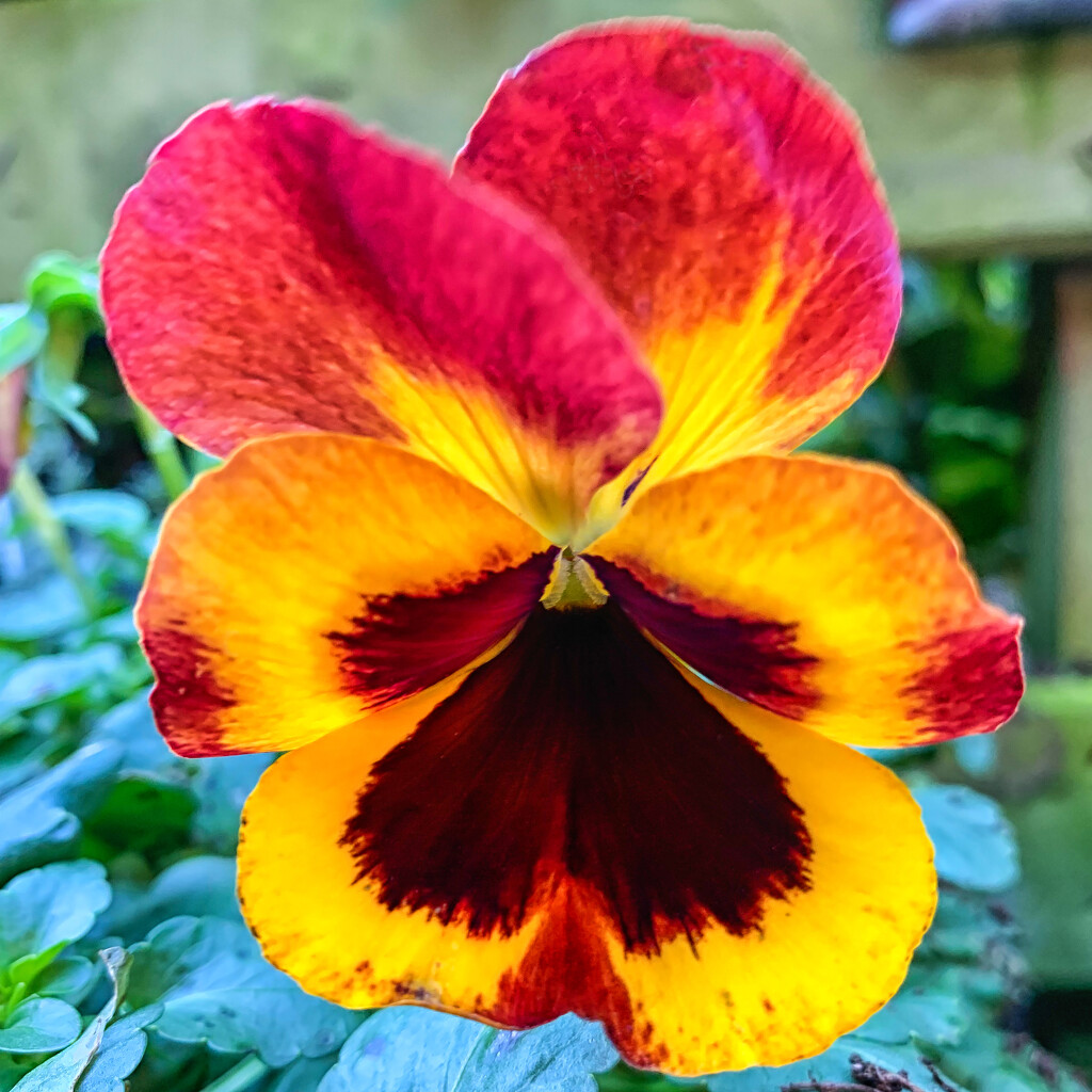 Pansy face by pamknowler