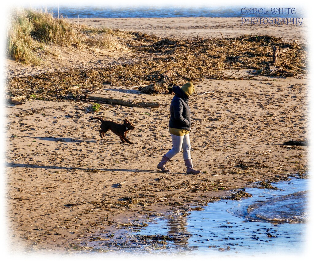 Woman And Dog On The Beach,Alnmouth by carolmw