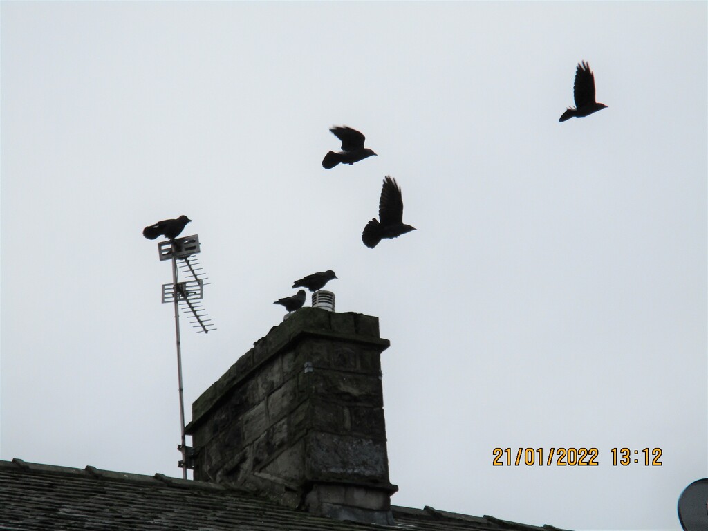 Starlings on the roof top across the way. by grace55