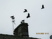 21st Jan 2022 - Starlings on the roof top across the way.