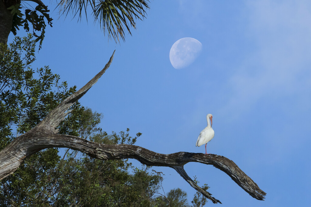 Moon Over White Ibis by kvphoto