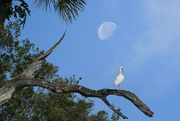 21st Jan 2022 - Moon Over White Ibis